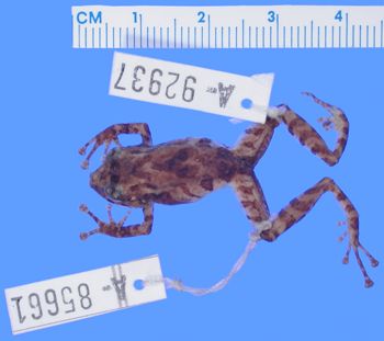 Media type: image; Herpetology A-92937